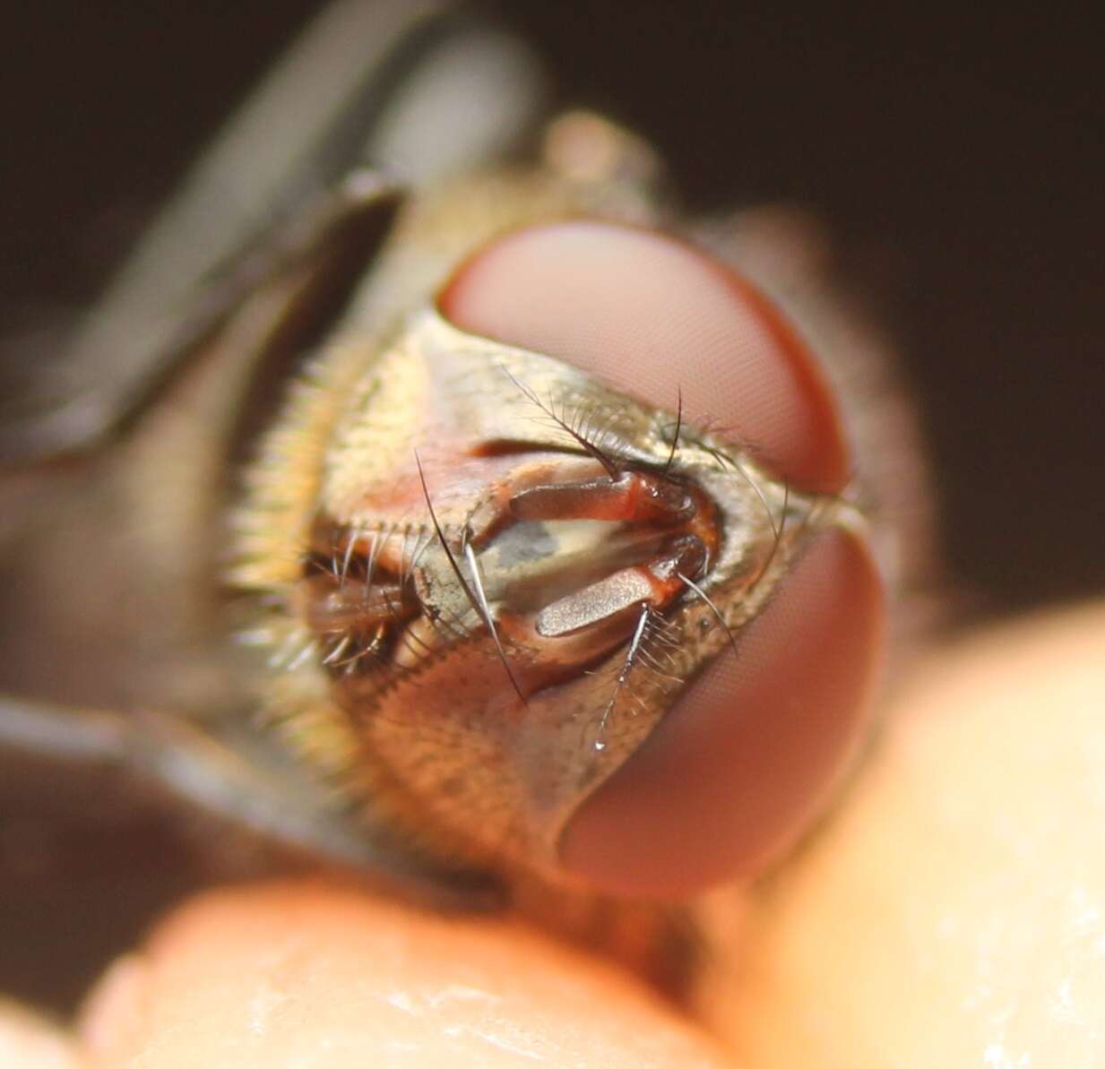 Image of Narrow-cheeked cluster fly