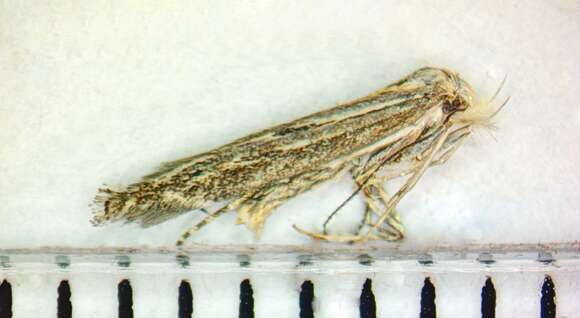 Image of Isophrictis striatella