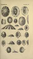 Sivun Lottia subrugosa (d'Orbigny 1846) kuva