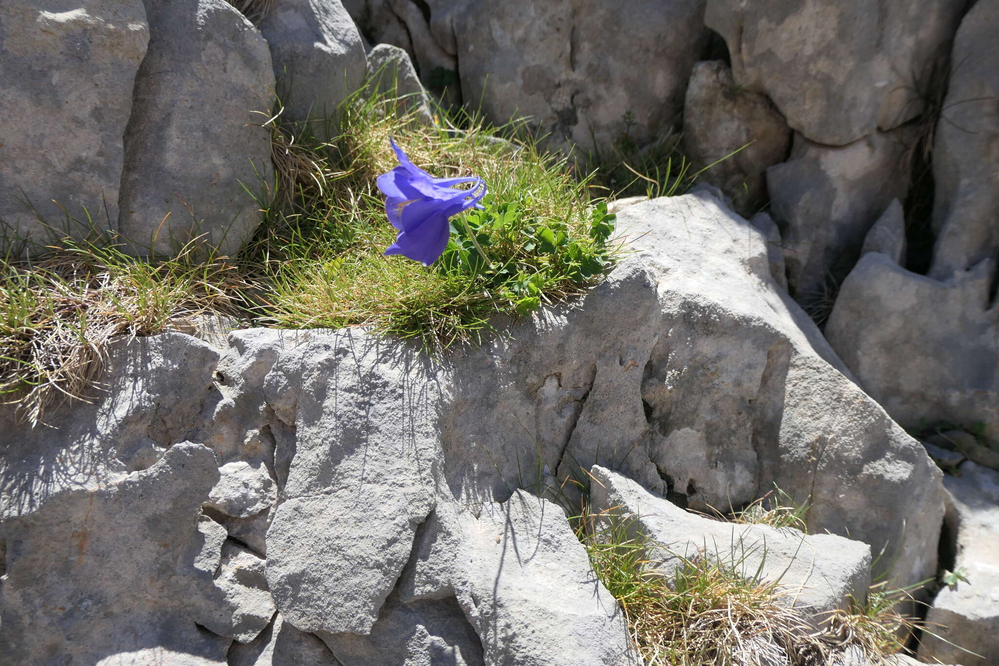 Image of Aquilegia pyrenaica DC.