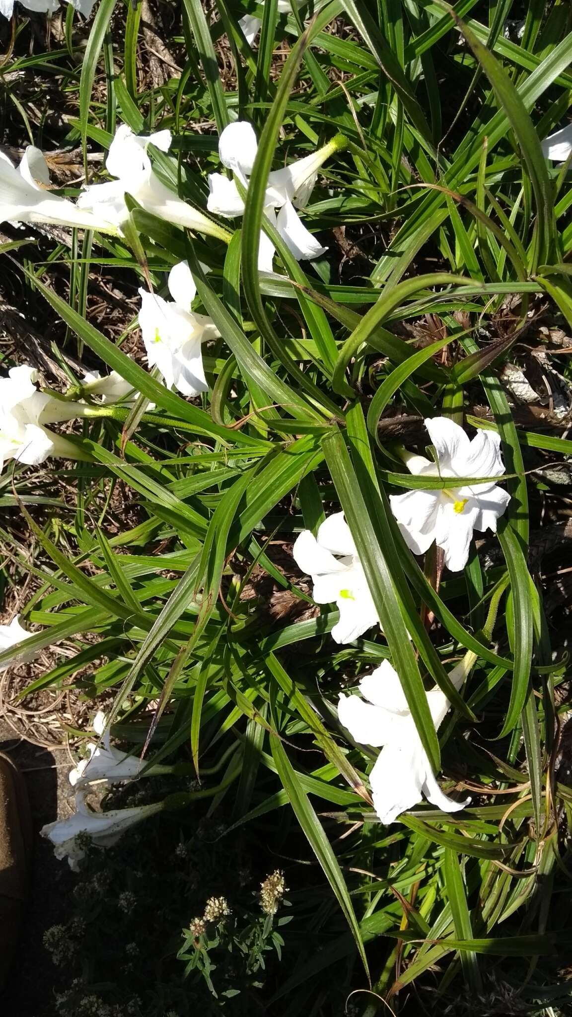 Слика од Vellozia candida J. C. Mikan