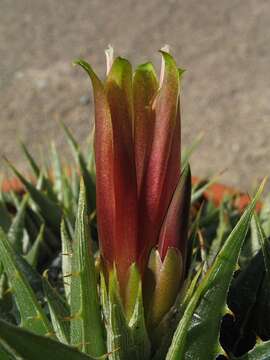 Image of Deuterocohnia lotteae (Rauh) M. A. Spencer & L. B. Sm.