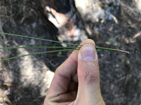 Image of Yunnan Pine