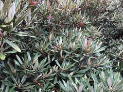 Image of Rhododendron formosanum Hemsl.