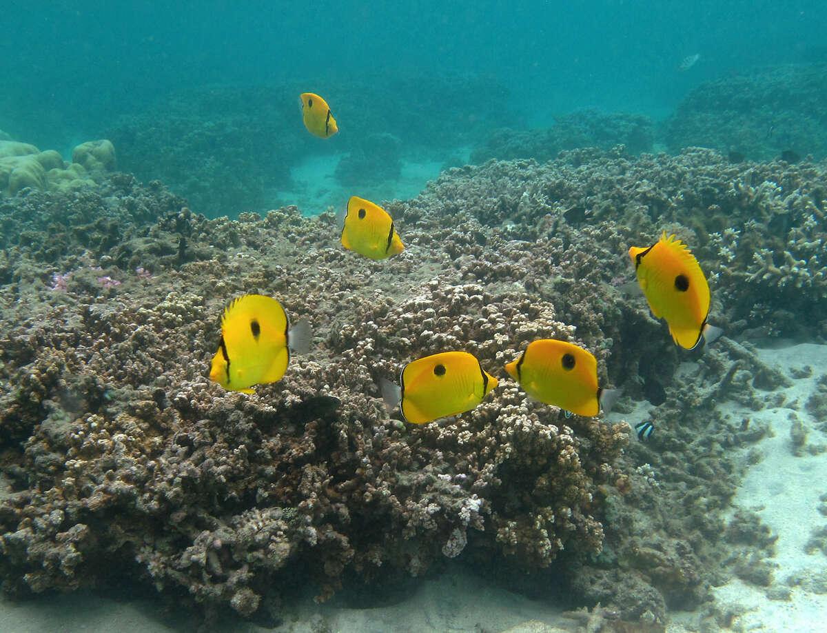 Image of Indian Teardrop Butterflyfish