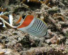 Image of Indian Ocean Chevron Butterflyfish