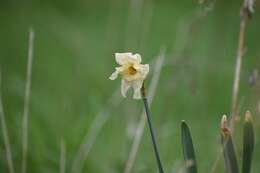 Narcissus incomparabilis Mill. resmi