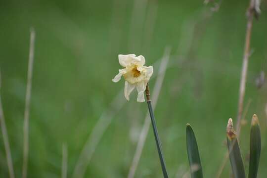 Image of nonesuch daffodil