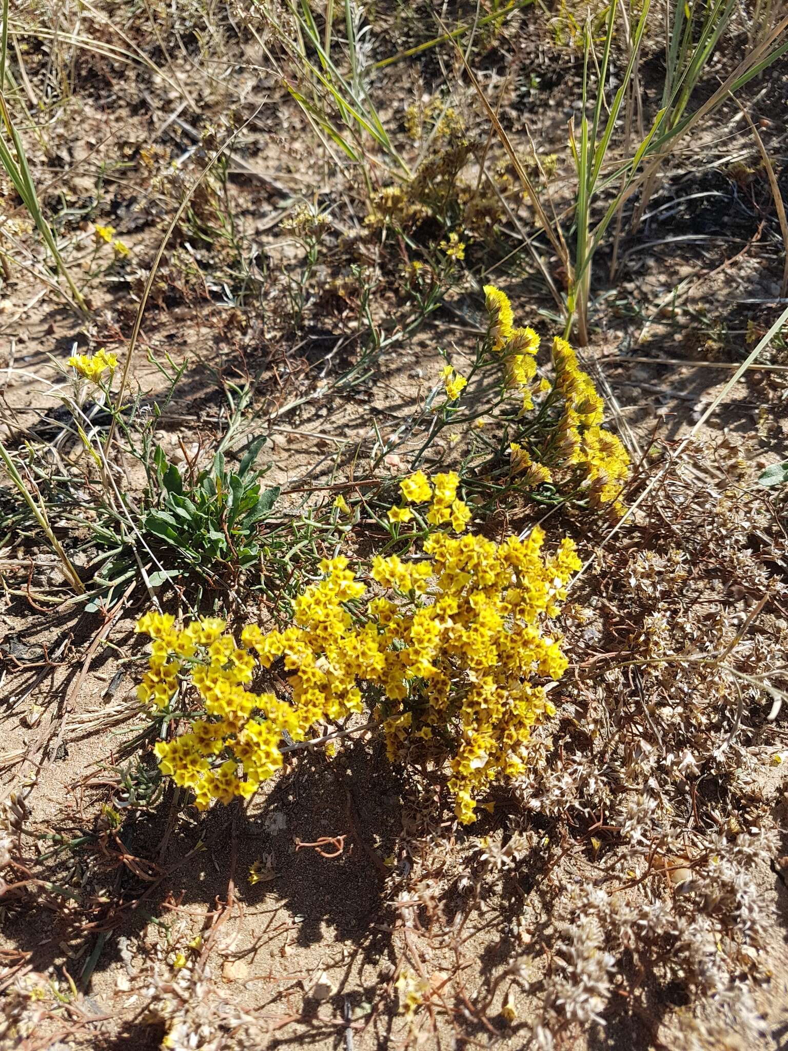 Image de Limonium aureum (L.) Hill