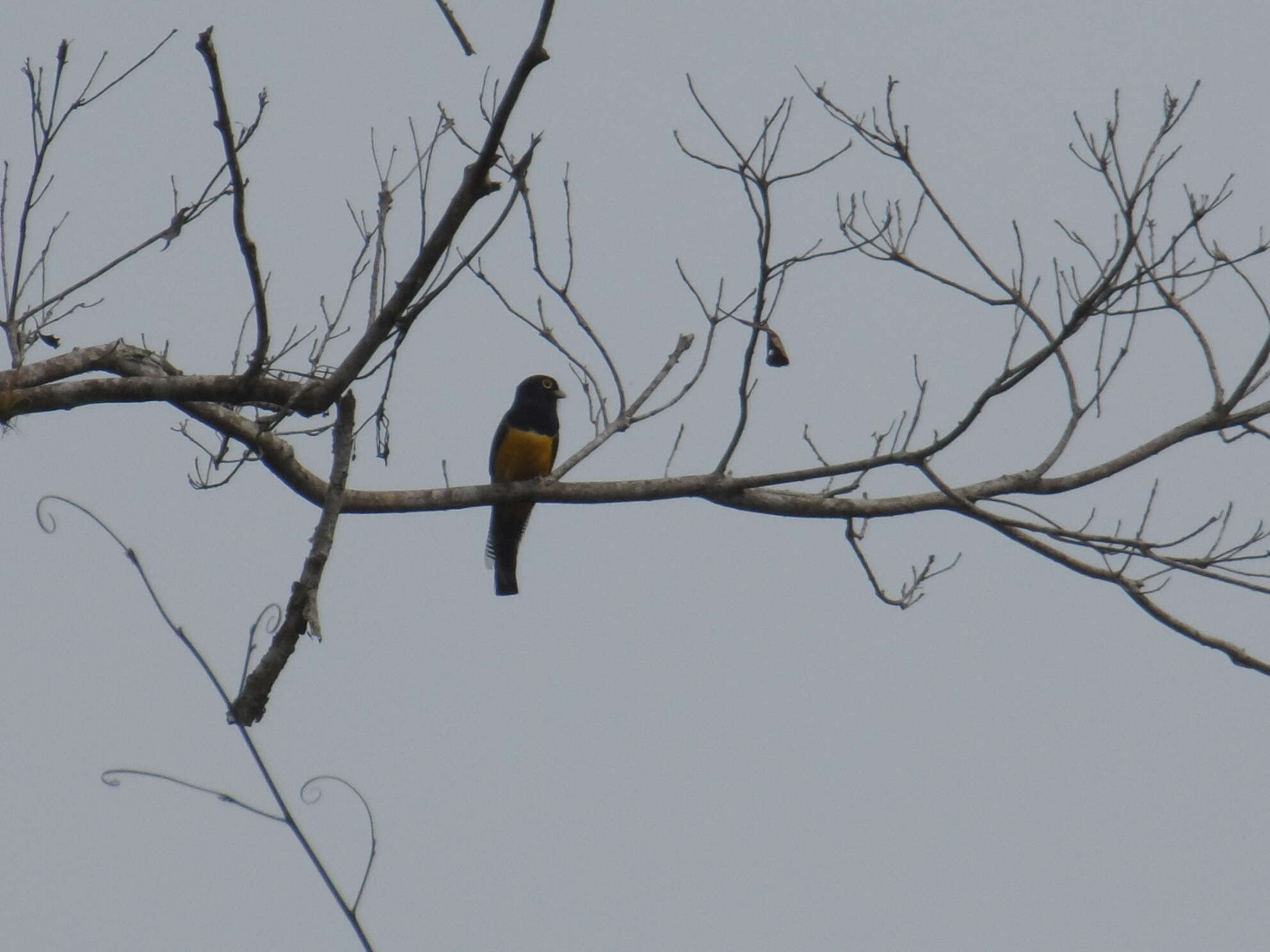 Image of Gartered Trogon