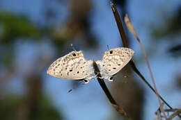 Imagem de Pseudochrysops bornoi (Comstock & Huntington 1943)