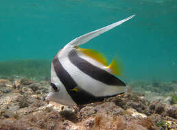 Image of Bannerfish