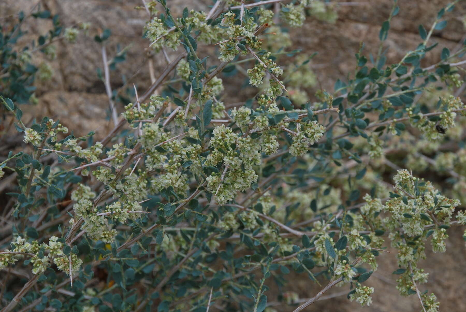 Atraphaxis pungens (M. Bieb.) Jaub. & Spach的圖片