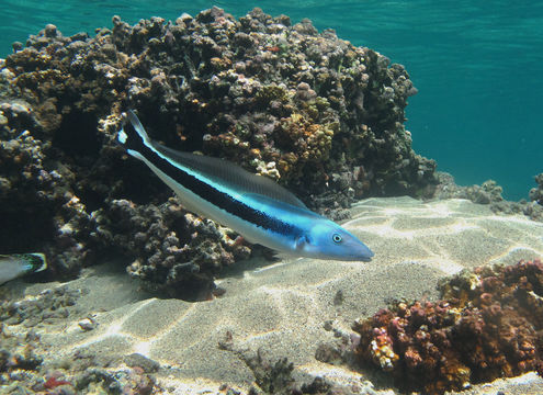 Image of Blue blanquillo