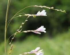 Imagem de Dierama igneum Klatt