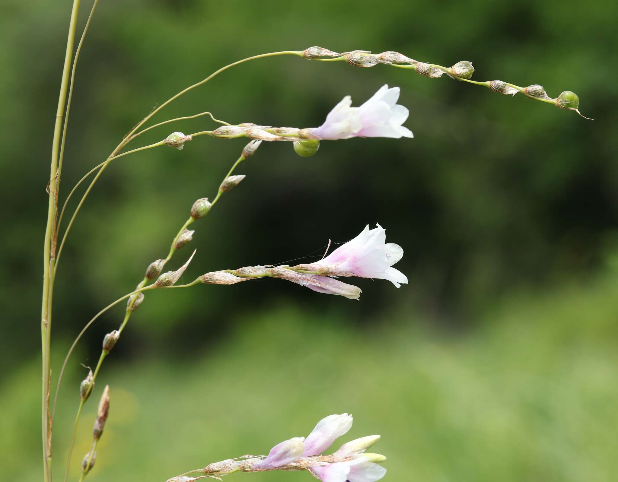 Imagem de Dierama igneum Klatt