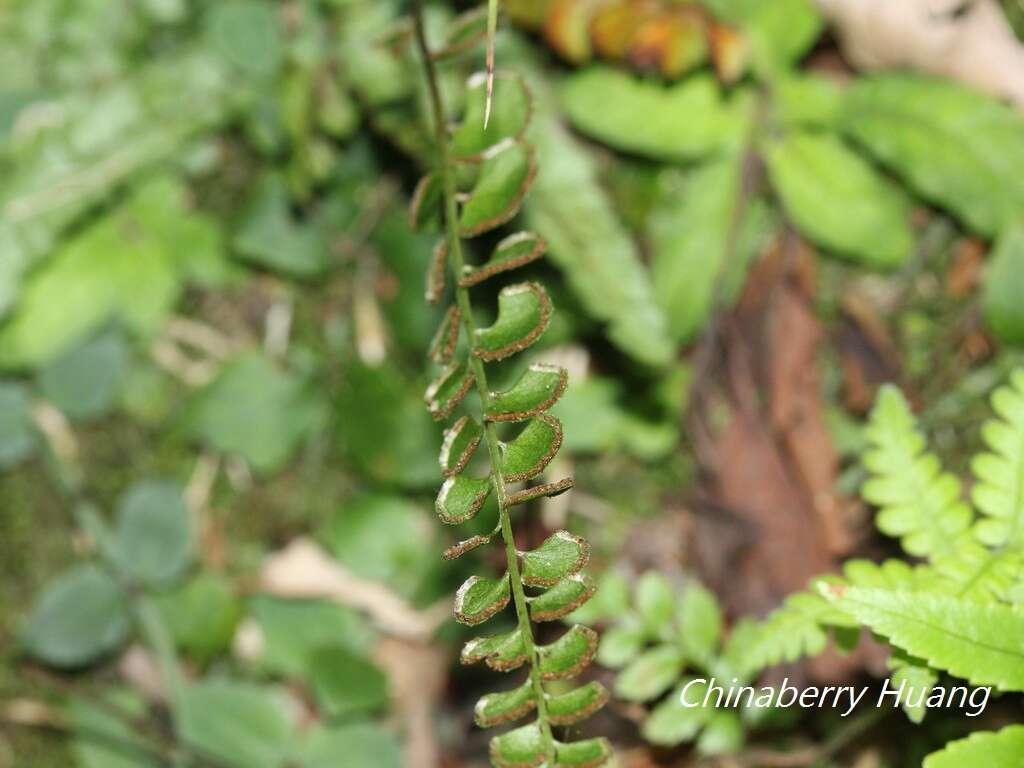 <i>Lindsaea <i>orbiculata</i></i> var. orbiculata的圖片