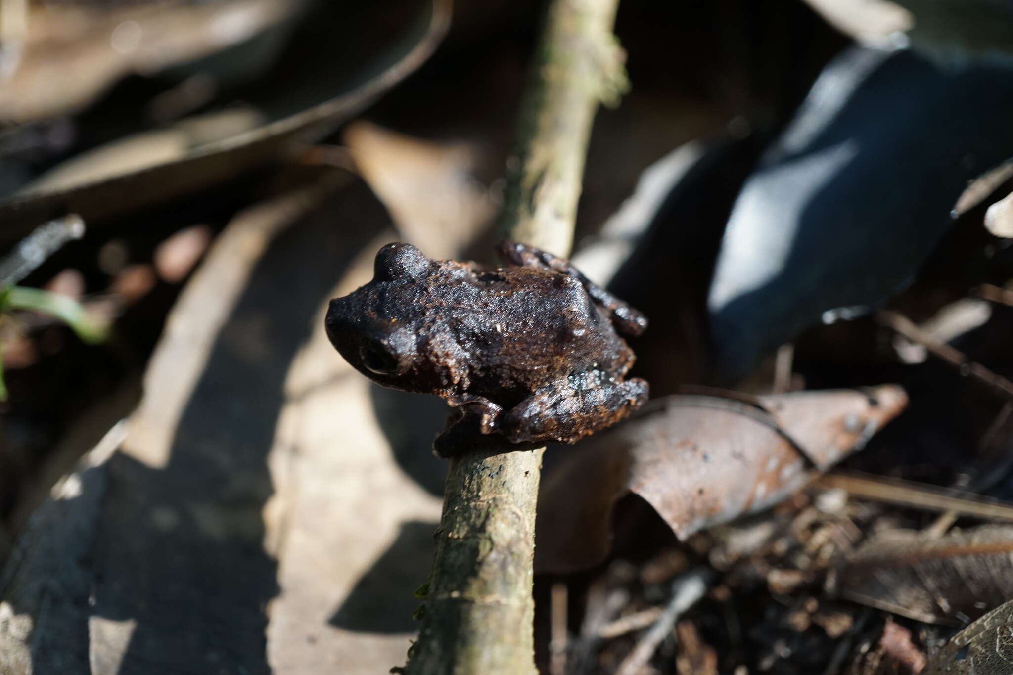 Image of Pristimantis pardalis (Barbour 1928)