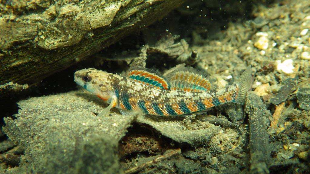 Image of Rainbow Darter