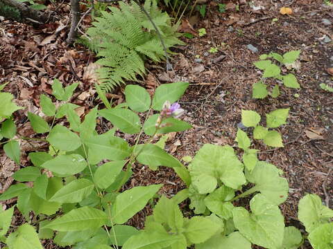 Image of Vicia ramuliflora (Maxim.) Ohwi