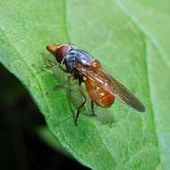 Image of Rhingia rostrata (Linnaeus 1758)