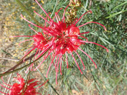 Image of Grevillea longistyla Hook.