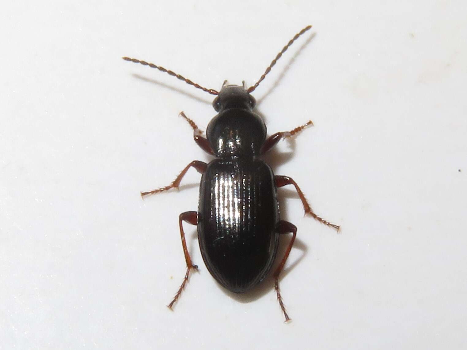 Image de Pterostichus (Phonias) diligens (Sturm 1824)