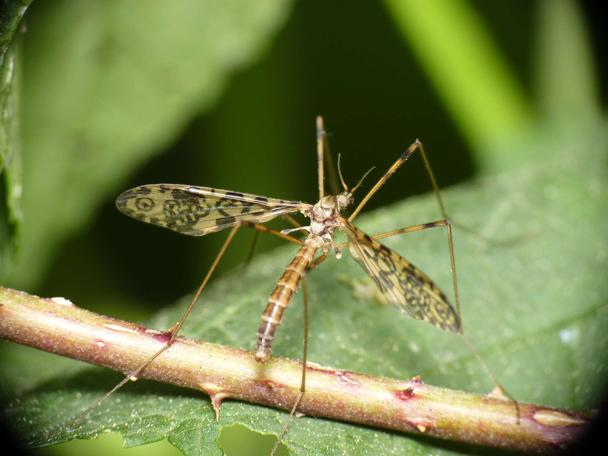 Imagem de Epiphragma (Epiphragma) ocellare (Linnaeus 1760)