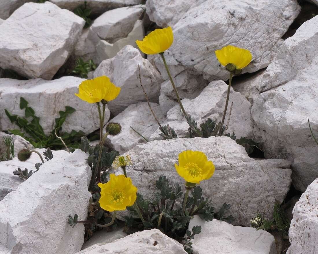 Image of Papaver aurantiacum Loisel.