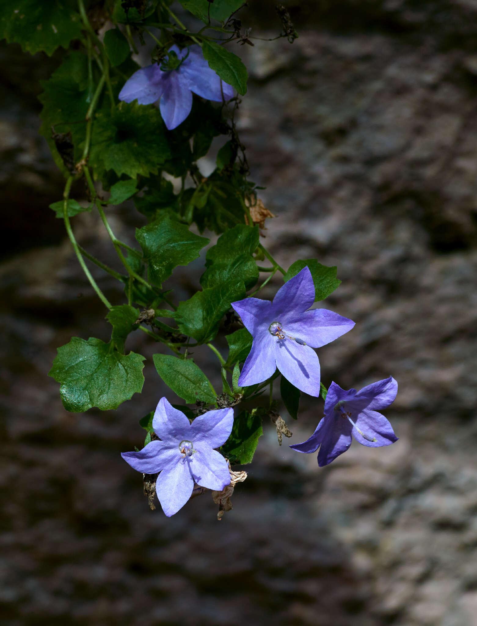 Image of Campanula isophylla Moretti