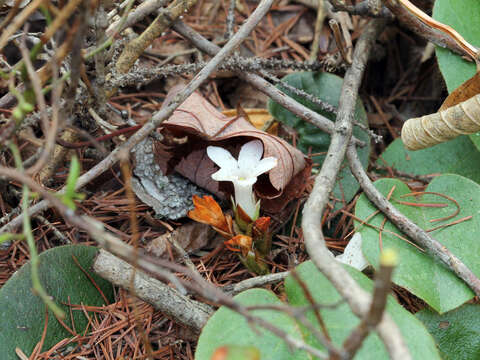 Sivun Epigaea repens L. kuva