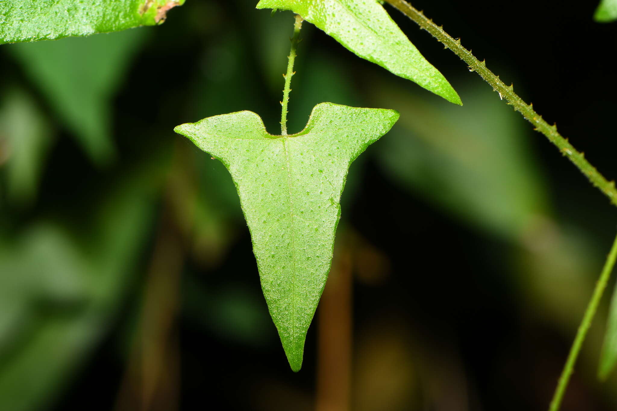 Persicaria senticosa (Meisn.) H. Gross的圖片