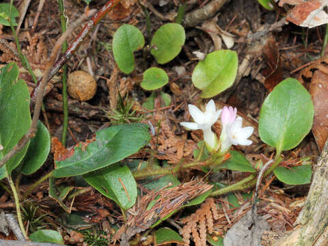 Sivun Epigaea repens L. kuva