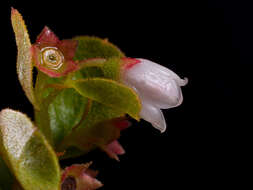 Image of dwarf huckleberry