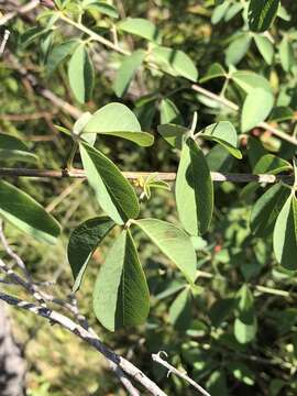 Plancia ëd Hypocalyptus coluteoides (Lam.) R. Dahlgren