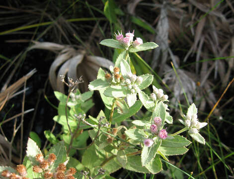 Image of Rosy Camphorweed