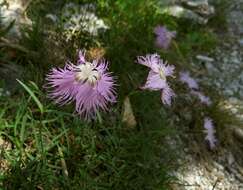 Sivun Dianthus sternbergii Sibth. kuva