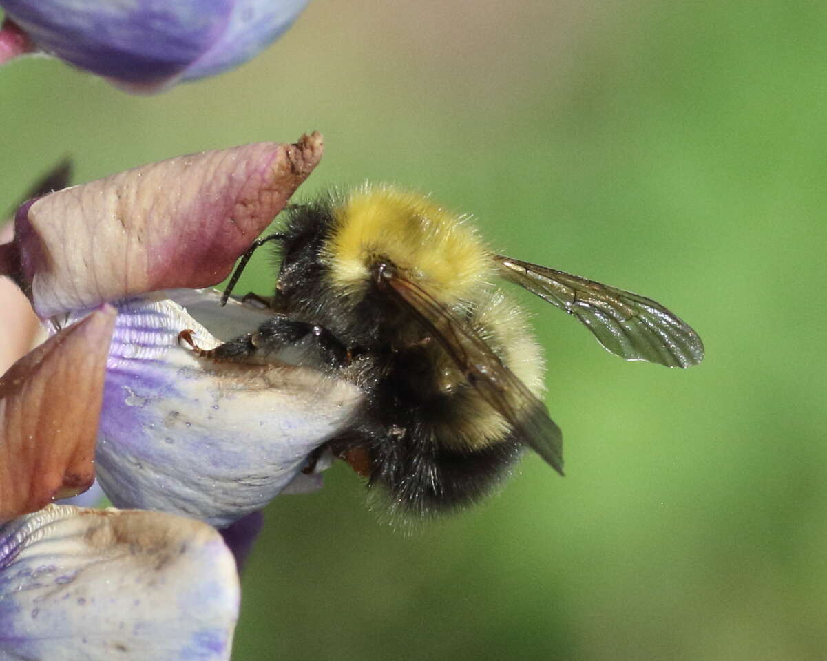 Слика од Bombus perplexus Cresson 1864