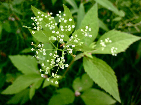 Imagem de Cryptotaenia canadensis (L.) DC.