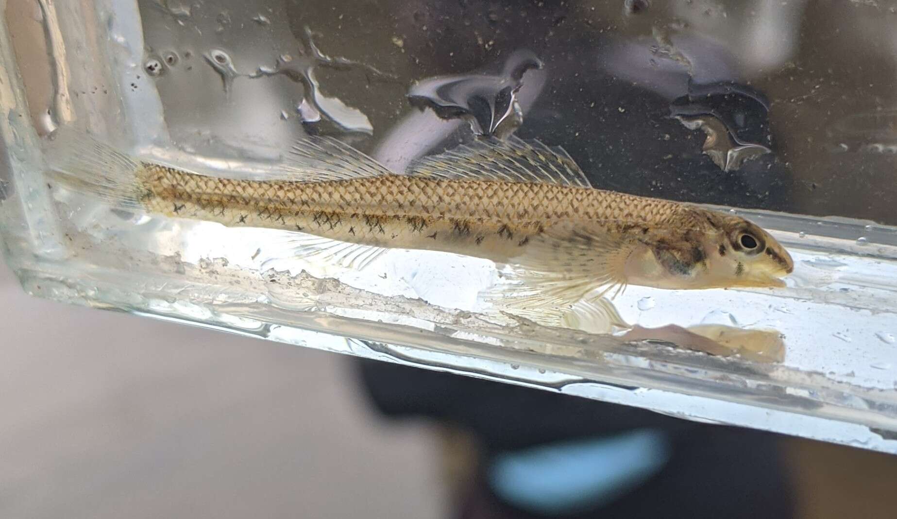 Image of Bluegrass darter