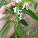 Plancia ëd Tabernaemontana catharinensis A. DC.