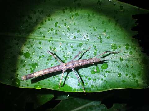 Image of Neohirasea japonica (Haan & W.)