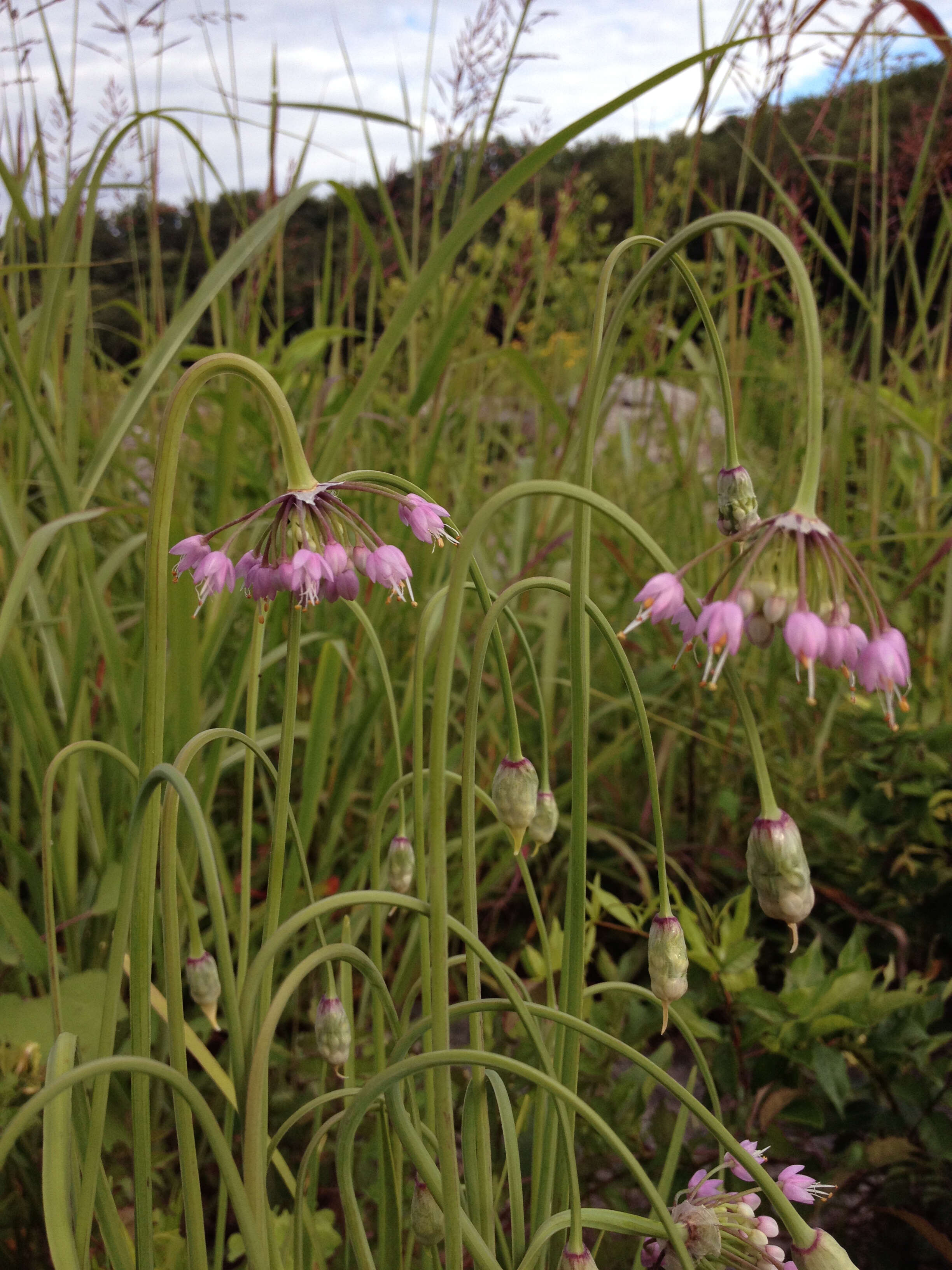 Image of Lady's leek