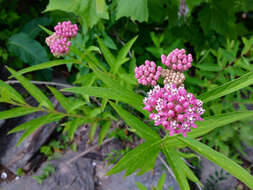 Image of swamp milkweed