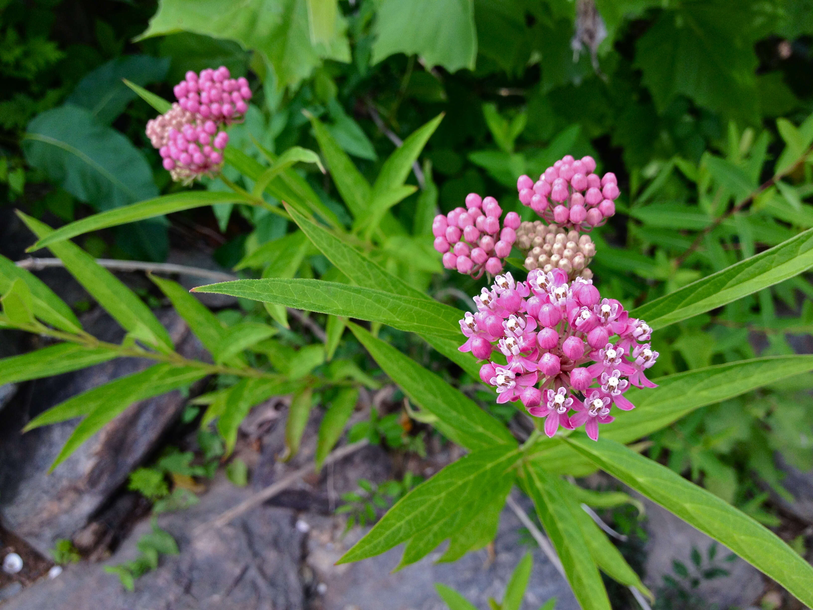 Imagem de Asclepias incarnata L.