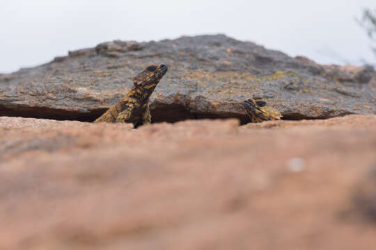 Image of Armadillo lizards