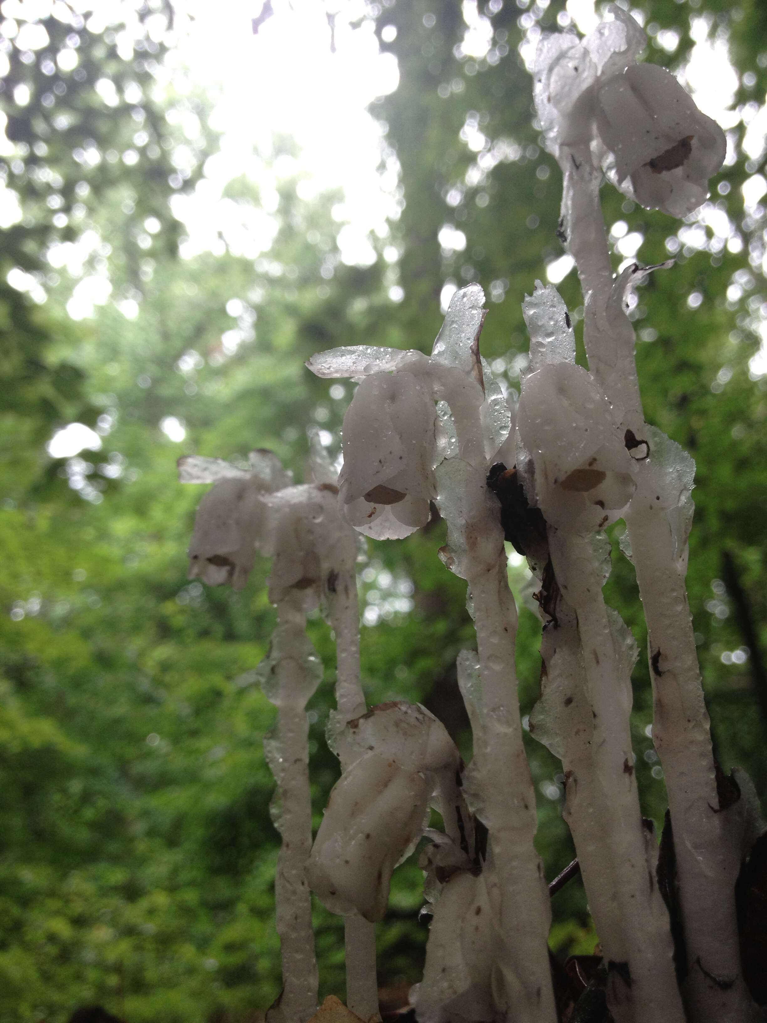 Image of Indian Pipe