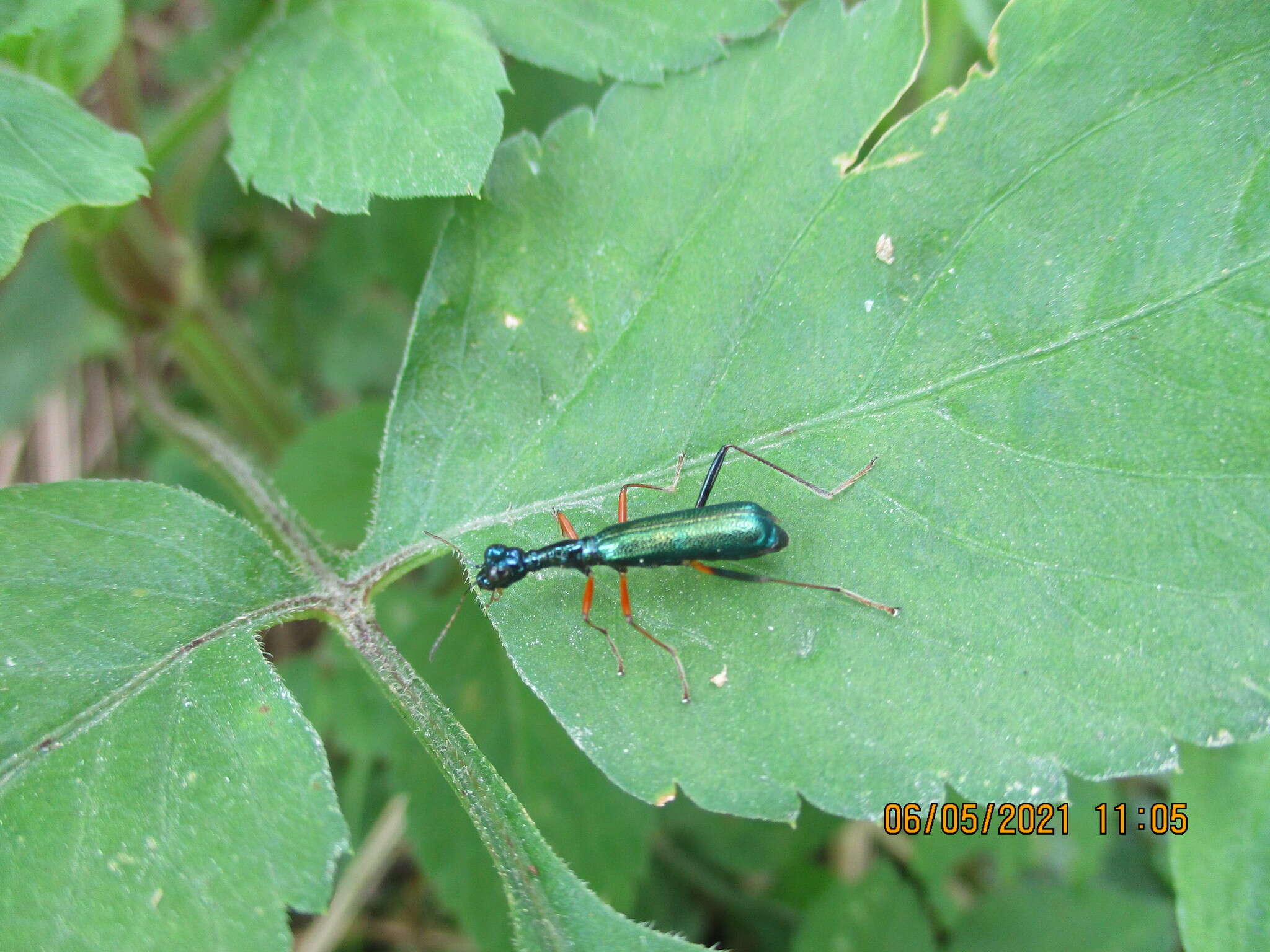 Image of Neocollyris (Isocollyris) formosana (Bates 1866)