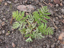 Image of wild parsnip