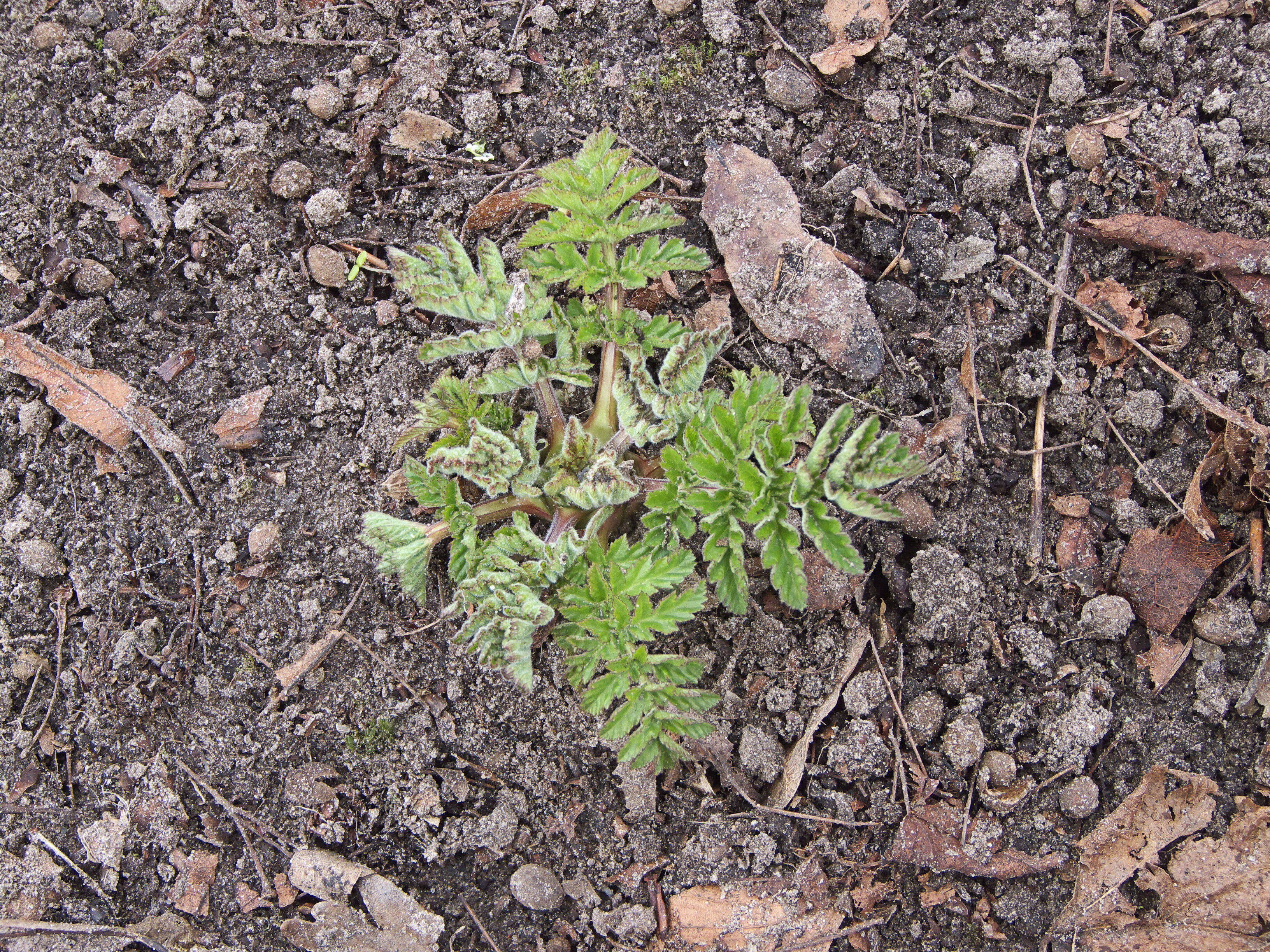 Image of wild parsnip